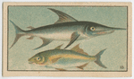 Fish series