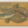 Fish series
