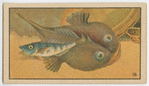 Fish series