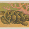 Fish series
