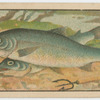 Fish series