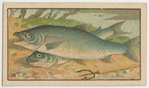Fish series