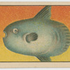 Fish series