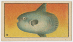 Fish series