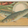 Fish series