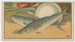 Fish series