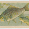 Fish series