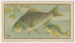 Fish series