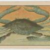 Fish series