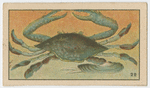 Fish series