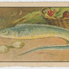 Fish series