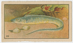 Fish series