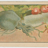 Fish series