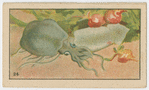 Fish series