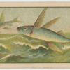 Fish series