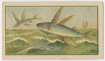 Fish series