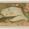 Fish series