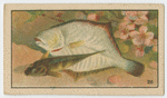 Fish series