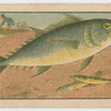 Fish series