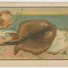 Fish series