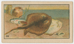 Fish series