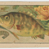 Fish series