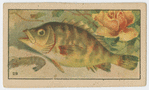 Fish series