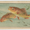 Fish series