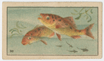 Fish series