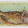 Angler-fish (Lophius piscatorius).