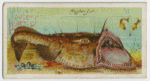 Angler-fish (Lophius piscatorius).