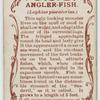 Angler-fish (Lophius piscatorius).