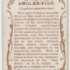 Angler-fish (Lophius piscatorius).