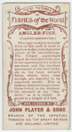 Angler-fish (Lophius piscatorius).