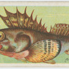 Armed-gurnard (Centropogon robustus).