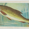 Barbel (Barbus vulgaris).