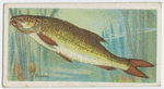Barbel (Barbus vulgaris).