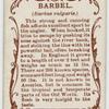 Barbel (Barbus vulgaris).