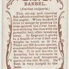 Barbel (Barbus vulgaris).
