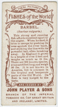 Barbel (Barbus vulgaris).
