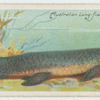 The barramunda (Ceratodus).