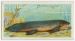 The barramunda (Ceratodus).