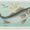 Bass (Labrax lupus).
