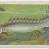 Bichir (Polypterus bichir).