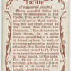Bichir (Polypterus bichir).