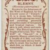 Blenny (Blennius gattorugine).