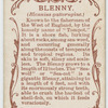 Blenny (Blennius gattorugine).
