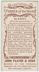 Blenny (Blennius gattorugine).