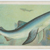 Blue shark (Carcharias glaucus).