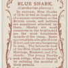Blue shark (Carcharias glaucus).